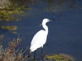 Closeup of a Zilver reiger in water in Rio Formosa in Portugal Royalty Free Stock Photo