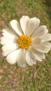 Closeup zinnia elegan white yellow petals