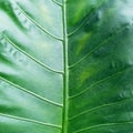Closeup zoom green leaf background photo
