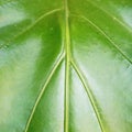 Closeup zoom green leaf background photo