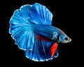 Closeupe siamese fighting fish Royalty Free Stock Photo