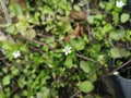 Closeupof Chickweed flower growing in leaves