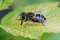 Closeupon the orange spined drone fly, Eristalis nemorum, sunbath