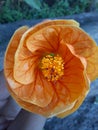 Closeup Orange flower Royalty Free Stock Photo