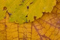Closeups of autumn leaves from a mulberry tree Royalty Free Stock Photo