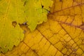 Closeups of autumn leaves from a mulberry tree Royalty Free Stock Photo