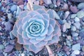 Closeups Blue fresh Succulent echeveria plant - Texture background - Blue nature concept , Floral backdrop and beautiful detail Royalty Free Stock Photo