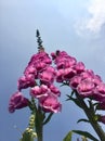 Foxgloves with sky backdrop