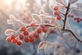 Closeups of winter berries and plants covered in