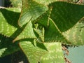 closeup shot of a spiny Aloe Vera plant Royalty Free Stock Photo