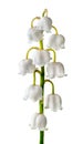 Closeuup inflorescence lily of the valley Royalty Free Stock Photo