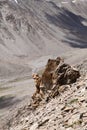 Closeview of fractured granite rock exposures at KhardungLa, Ladakh