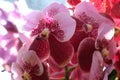 Closing Waling-waling pink orchid beautiful petals in garden