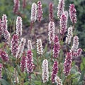 Closoeup of pretty bistort flowers, Persicaria affinis Superba