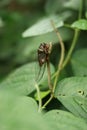 Closop of a unique and beautiful common cicada on the stem of a plant