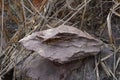 Closs up of shale stone on nature