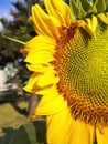 Close-up view of beautiful sunflower