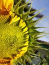 beautiful sunflower