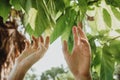 Closseup of female hand toching the leaves on a tree