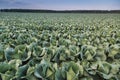 Growing cabbage field Royalty Free Stock Photo