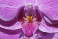 Clossup of an Orchid Royalty Free Stock Photo
