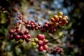 Clost up fresh arabica coffee seed in high mountain coffee plantation thailand Royalty Free Stock Photo