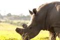 Clost up of Rhino - The Rhinoceros - Rhinocerotidae Royalty Free Stock Photo