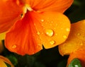 Clost up Water drops on Viola flower in japanese garden Royalty Free Stock Photo