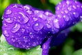 Clost up Water drops on Viola flower in japanese garden Royalty Free Stock Photo