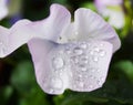 Clost up Water drops on Viola flower in japanese garden Royalty Free Stock Photo