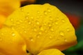 Clost up Water drops on Viola flower in japanese garden Royalty Free Stock Photo