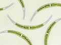 Closterium sp. - Charophyta algae under microscopic view x40, Green algae Royalty Free Stock Photo