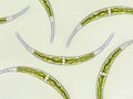 Closterium sp. Charophyta algae under microscopic view x40, Green algae Royalty Free Stock Photo