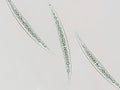 Closterium sp. Charophyta algae under microscopic view x40, Green algae Royalty Free Stock Photo