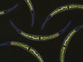 Closterium sp. Charophyta algae under microscopic view x40, Green algae, dark background Royalty Free Stock Photo