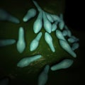 The clostridium - close up