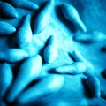 The clostridium - close up