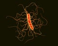 Clostridium difficile bacteria Royalty Free Stock Photo