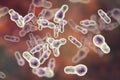 Clostridium difficile bacteria