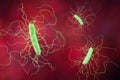 Clostridium difficile bacteria