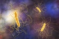 Clostridium difficile bacteria Royalty Free Stock Photo