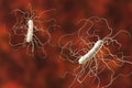 Clostridium difficile bacteria Royalty Free Stock Photo