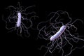 Clostridium difficile bacteria Royalty Free Stock Photo