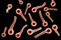 Clostridium tetani bacteria