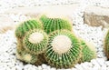 Closue up Barrel Cactus Echinocactus grusonii background texture Royalty Free Stock Photo