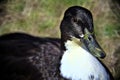 Closuep of a black mallard Royalty Free Stock Photo