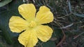 Closuep shot of a bautiful yellow hibiscus flower Royalty Free Stock Photo