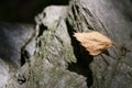 Closuep shot of a dry leaf fallen on the mossy rocks Royalty Free Stock Photo
