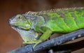 Closuep shot of a green iguana sitting on a wooden branch with a blurred background Royalty Free Stock Photo