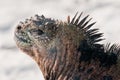 Closuep shot of the head of a Galapagos marine iguana